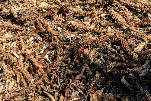 The Beauty of Decay: A Study of Dried Ferns