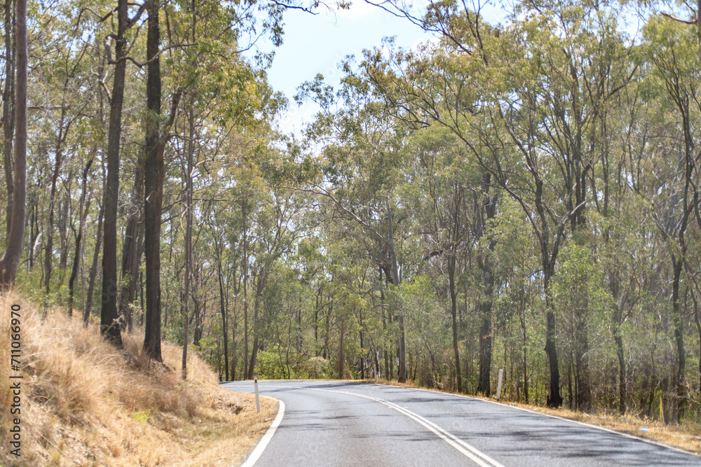 Fototapeta premium A Serene Journey Through the Wooded Pathway