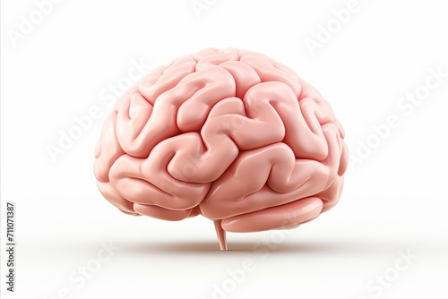 Realistic human brain isolated on white background with detailed anatomical structure