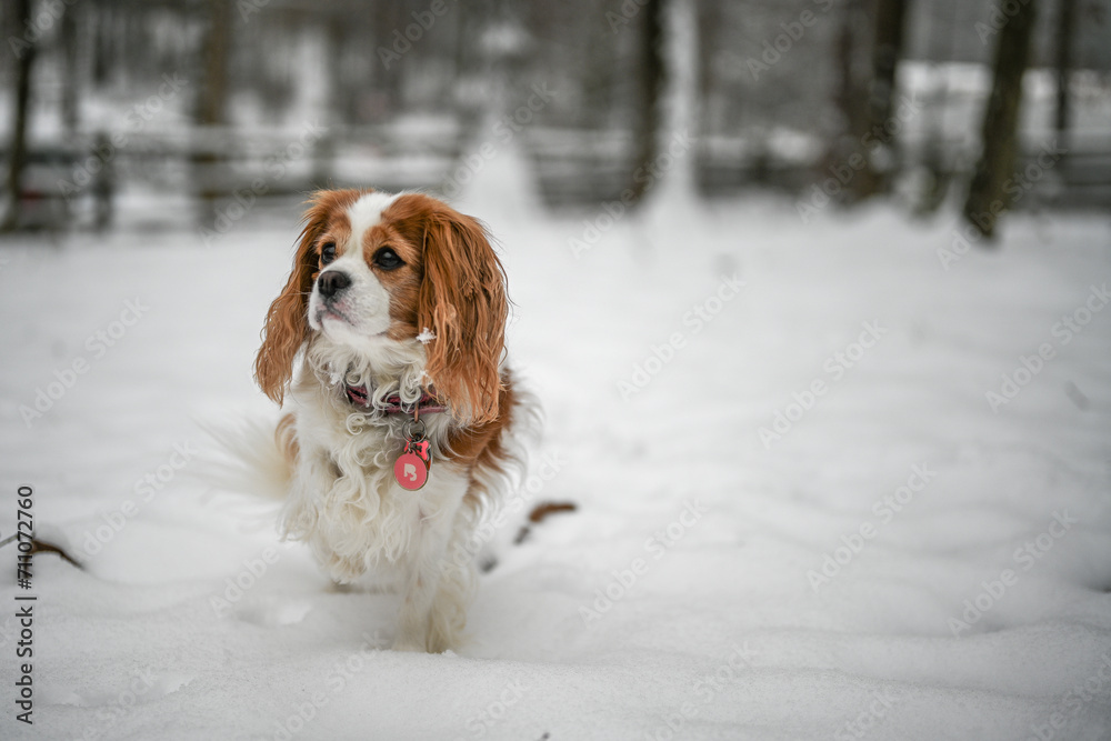 King Charles Cavalier King Charles Cavalier