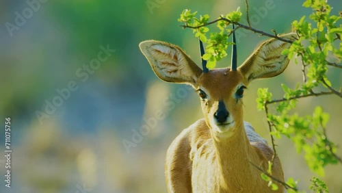 Close up of a Steenbok (Raphicerus campestris) Looking straight into the camera. photo