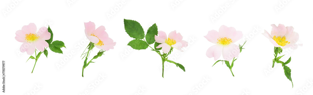 Set of rosehip flowers with leaves isolated on transparent background. Set of rosehip flowers with leaves isolated on transparent background.