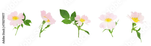 Set of rosehip flowers with leaves isolated on transparent background.