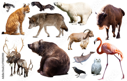 Set of various European isolated on white wild animals including birds and mammals. © JackF