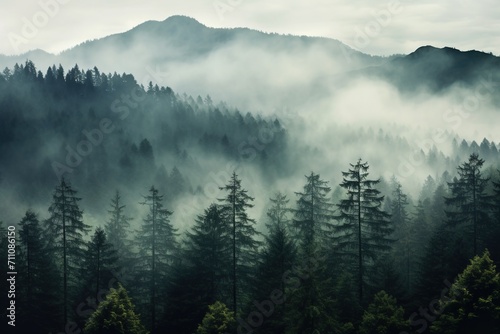 Misty forest landscape with tall pine trees photo