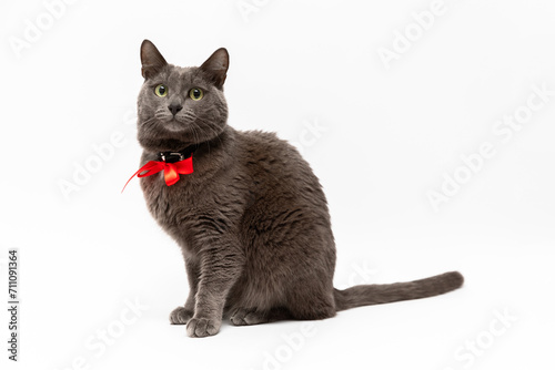 A beautiful gray cat with a red bow around its neck sits full-length on a white background and stares amusedly into the frame photo