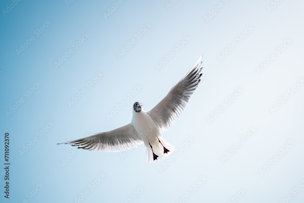 Low angle view of black-headed seagull flying against blue sky. Beautiful sea bird with spread wings in clear sky. Flying seagull against sky on summer day. Low angle view of black-headed seagull flying against blue sky. Beautiful sea bird with spread wings in clear sky. Flying seagull against sky on summer day.