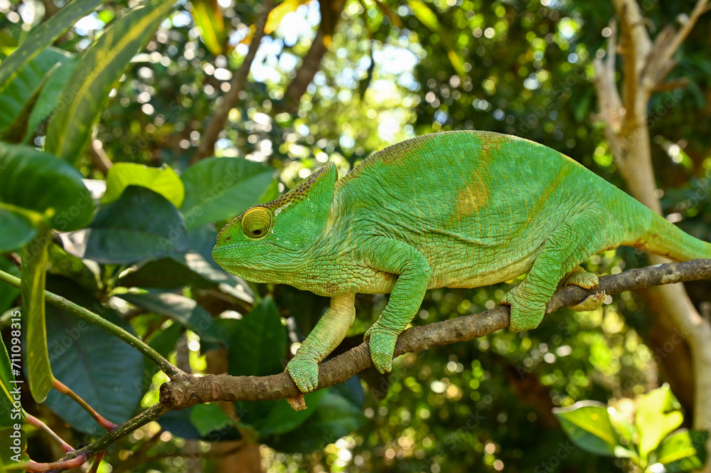 Fototapeta premium Female Parson`s Chameleon. Madagascar nature