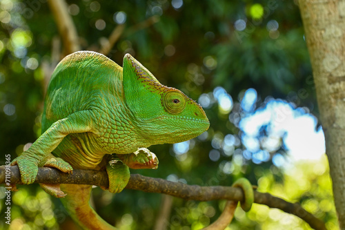 Female Parson`s Chameleon. Madagascar nature