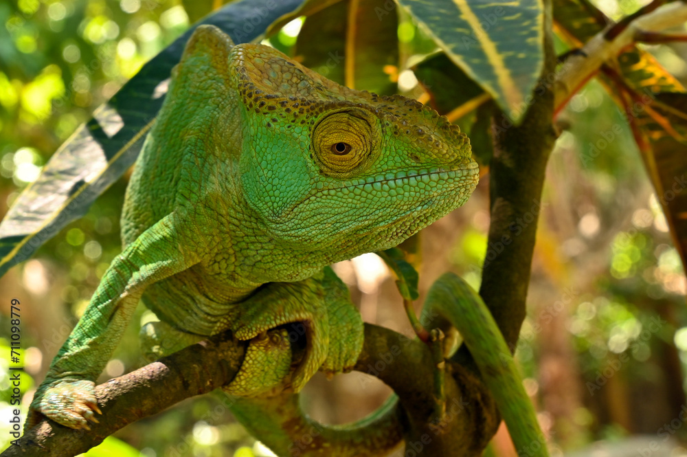 Female Parson`s Chameleon, Madagascar nature Female Parson`s Chameleon, Madagascar nature
