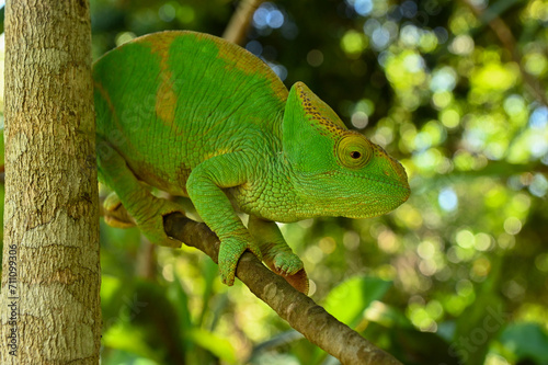 Female Parson s Chameleon  Madagascar nature