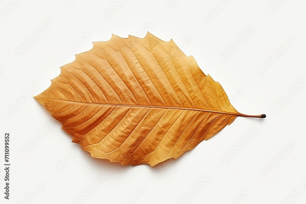 Fototapeta premium Closeup of autumn leaf on white background