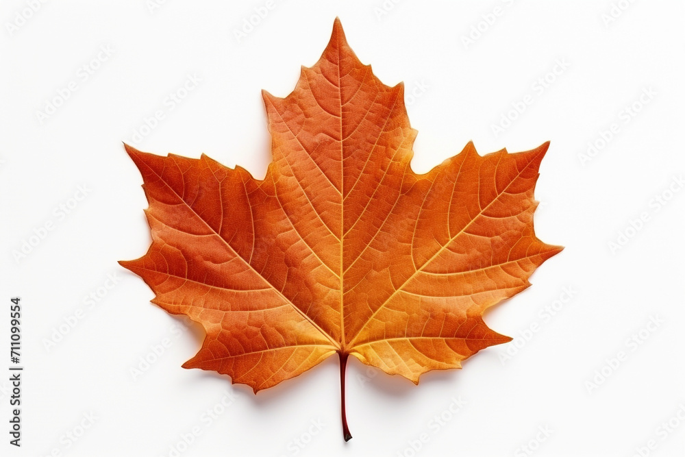 Closeup of autumn leaf on white background Closeup of autumn leaf on white background