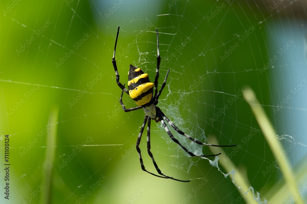 Wasp spider Argiope Bruennichi with yellow and black markings