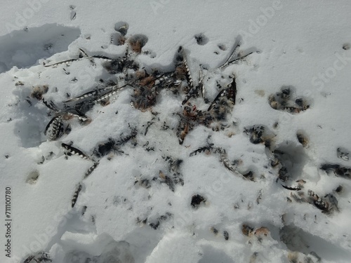 Feathers left over in the snow after a bird of prey ate another bird © Corinne Prado