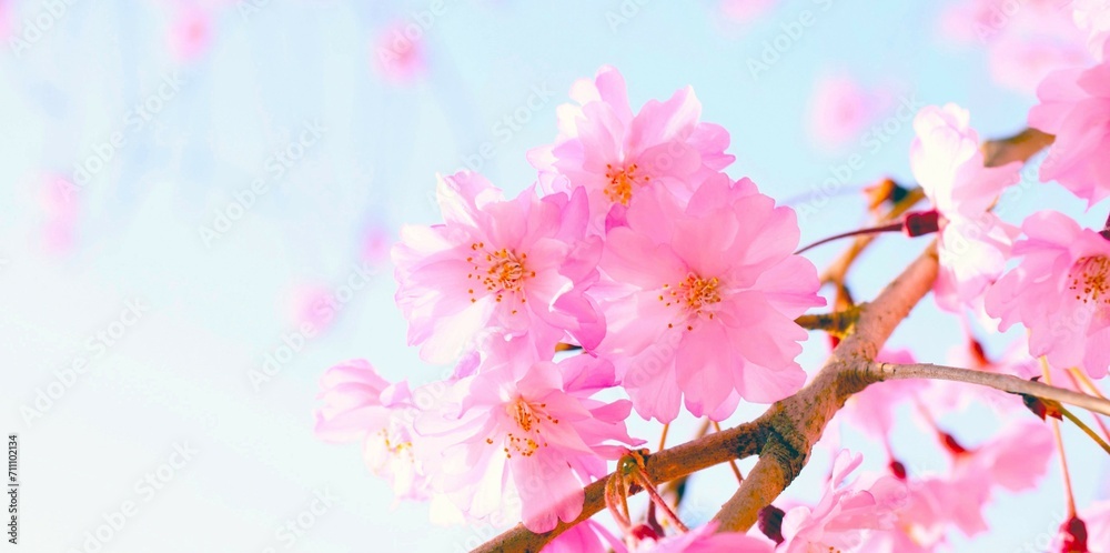 サクラと青空のフレーム、枝垂れ桜のクローズアップ、桜の花と青空