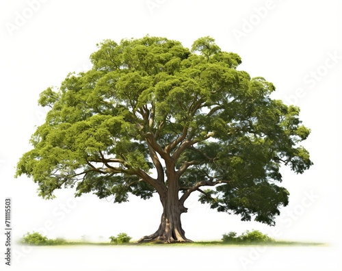 large tree with green leaves