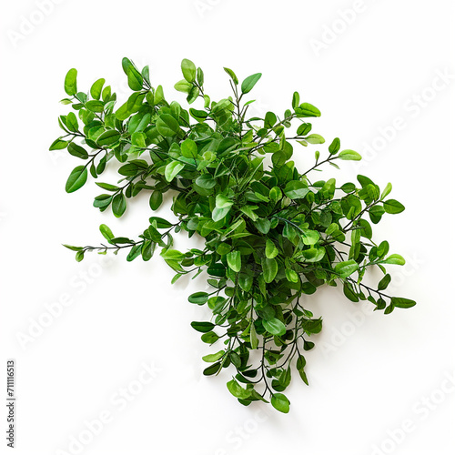 texturas hojas verdes con fondo blanco