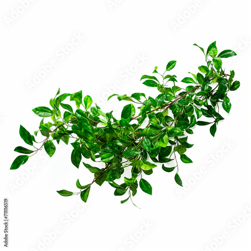 texturas hojas verdes con fondo blanco