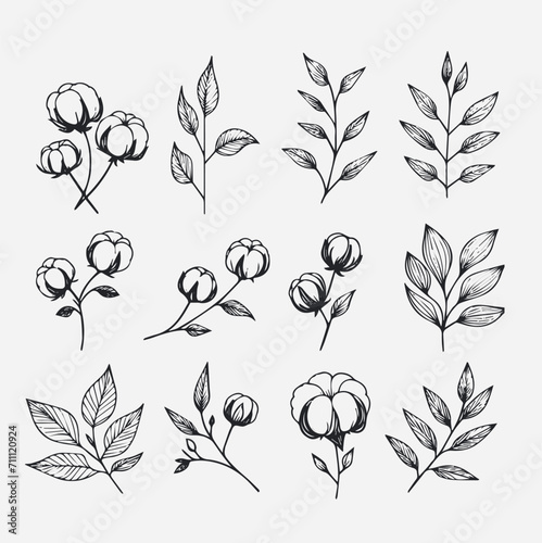 Cotton and eucalyptus plant logo and branch. Hand drawn line wedding herb, elegant leaves for invitation  the date card