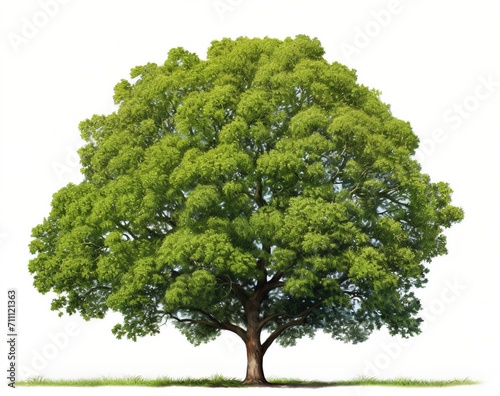 An illustration of a large green tree with a lush canopy