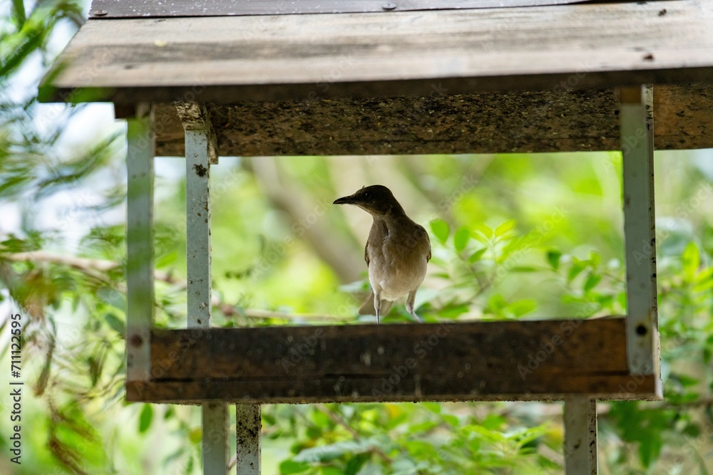Naklejka premium beautiful bird sits in tree house during a bright summer day