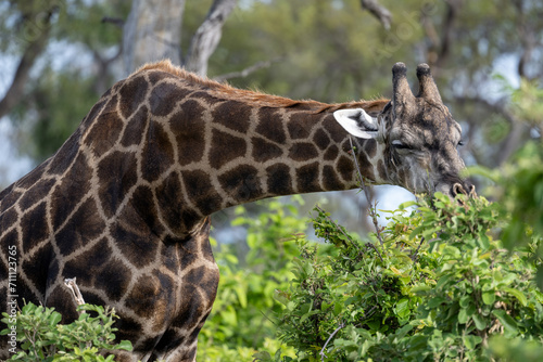 Canvas Print Giraffe, Botswana