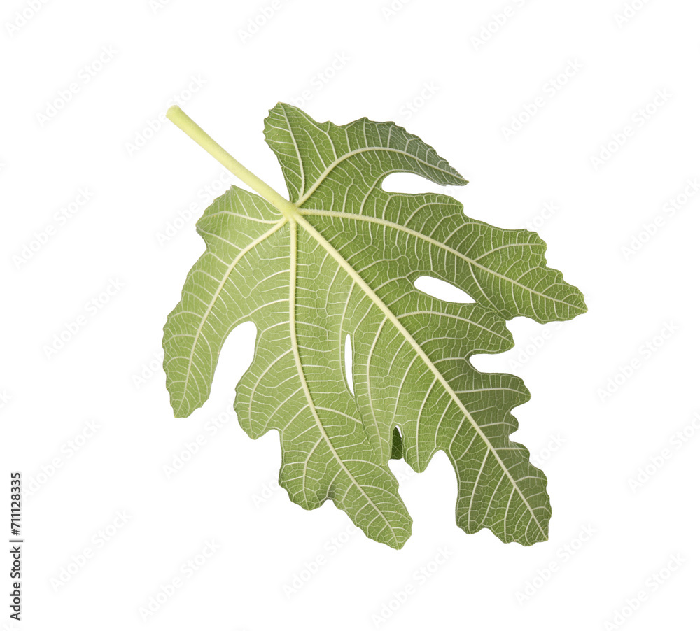 One green leaf of fig tree isolated on white One green leaf of fig tree isolated on white