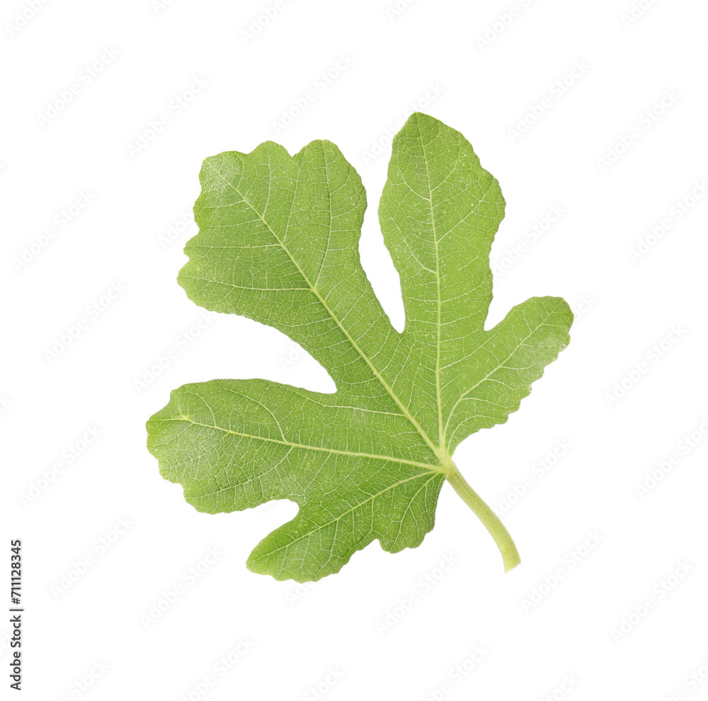 One green leaf of fig tree isolated on white One green leaf of fig tree isolated on white