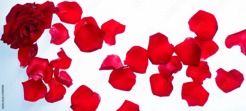 background with rose petals background with rose petals