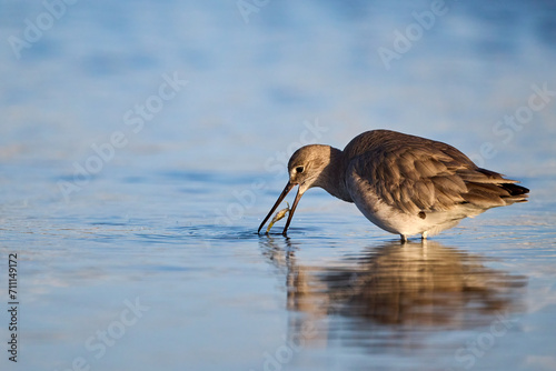 Willet, Tringa semipalmata, winter feeding in the South Padre Island, TX mudflats puddles during the morning sunrise. photo