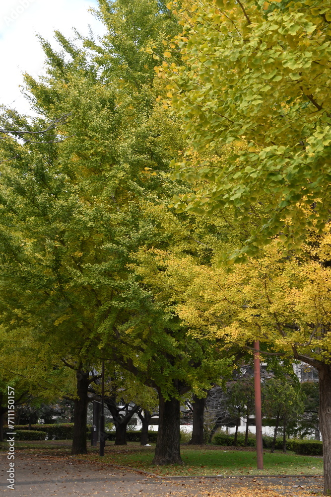 秋の空に色づいたイチョウの木