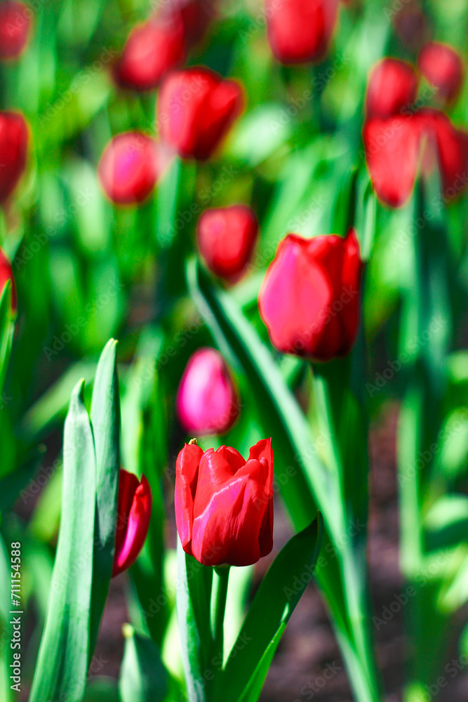 tulips. a bulbous spring-flowering plant of the lily family, with boldly colored cup-shaped flowers. tulips. a bulbous spring-flowering plant of the lily family, with boldly colored cup-shaped flowers.