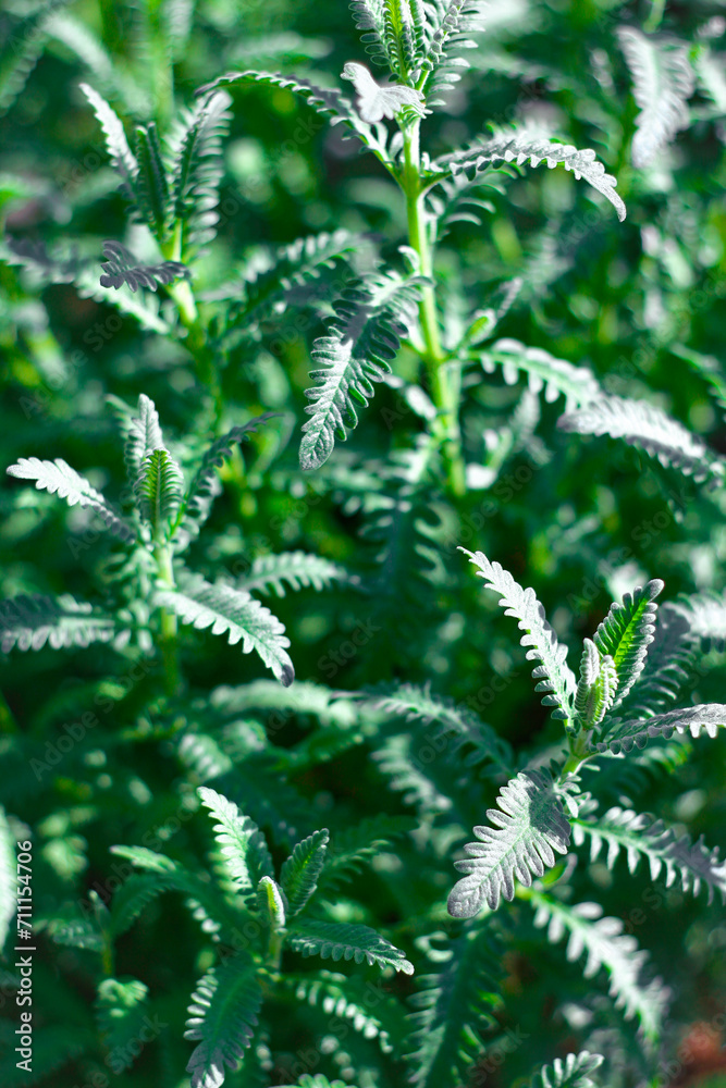 Green leaves of a plant in the garden. Natural background and texture. Green leaves of a plant in the garden. Natural background and texture.