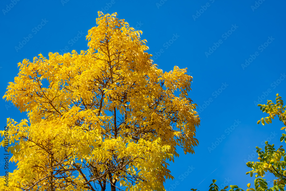 Yellow autumn leaves on tree branches against the sky.