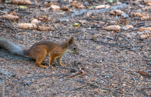 A squirrel sits on the ground in the forest on a summer day.