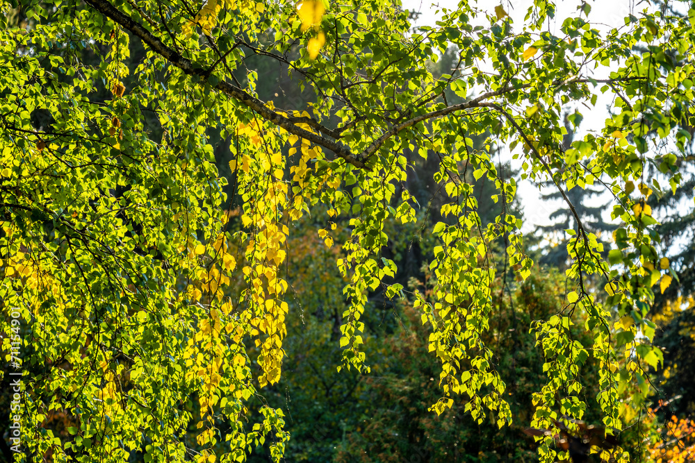 Yellow autumn leaves on tree branches against the sky. Yellow autumn leaves on tree branches against the sky.