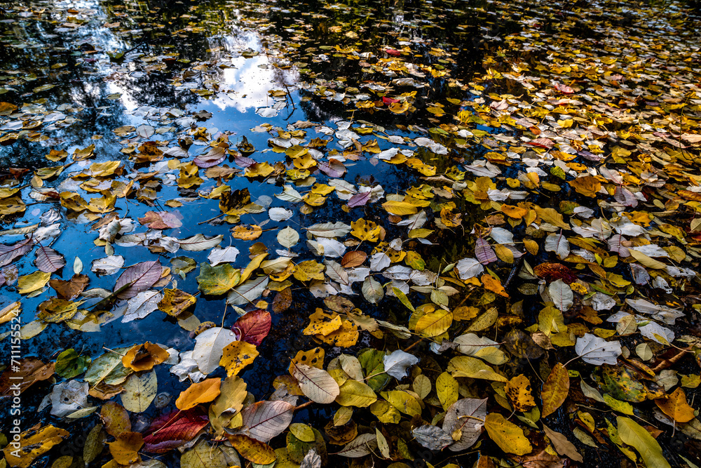 Yellow-red autumn leaves on the lake shore near the water.