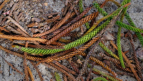 Norfolk Island pine or Araucaria heterophylla.
