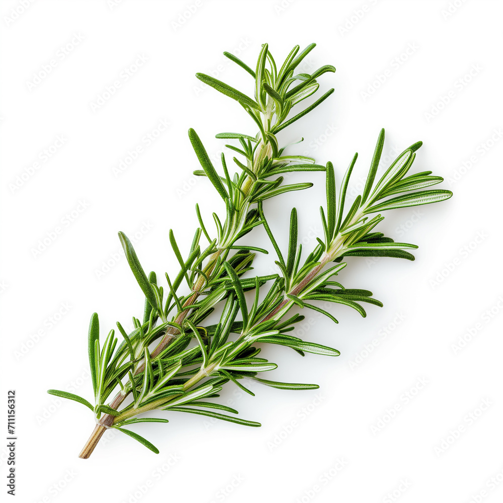 Fototapeta premium A sprig of fresh rosemary isolated on a white background 