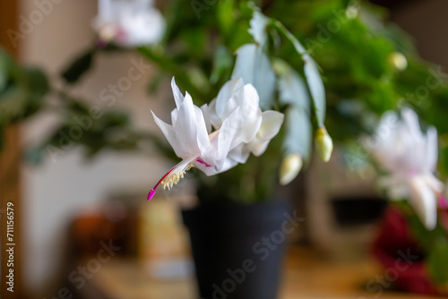 Macro abstract defocused view of delicate white flower blossoms in bloom on a schlumbergera truncata (Thanksgiving cactus) plant photo