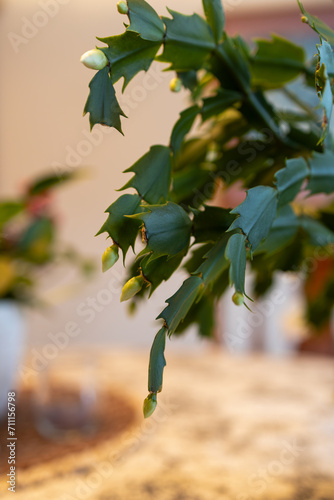 Macro abstract defocused view of delicate white flower blossoms in bloom on a schlumbergera truncata (Thanksgiving cactus) plant photo