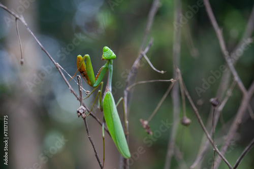 Praying Mantis in Natural Life's