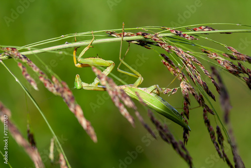 Praying Mantis in Natural Life's