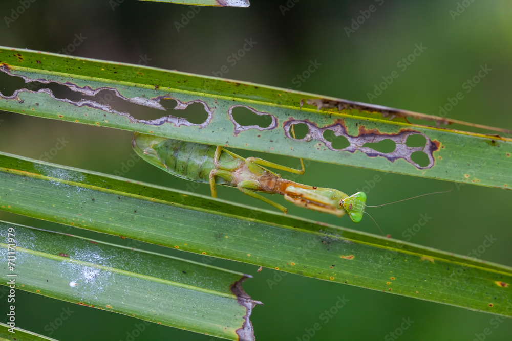 Praying Mantis in Natural Life's