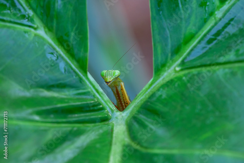 Praying Mantis in Natural Life's photo