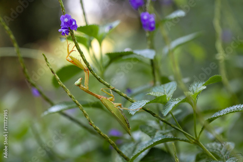 Praying Mantis in Natural Life's
