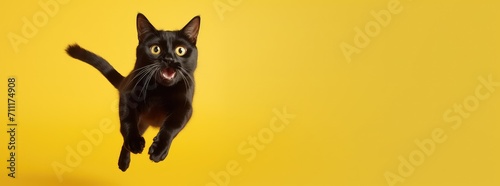 cat pouncing, kibble catch, yellow background photo