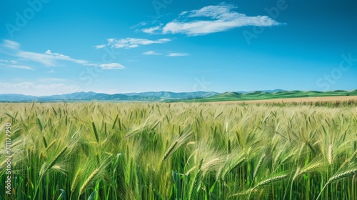 Golden Wheat Field Under Clear Blue Sky