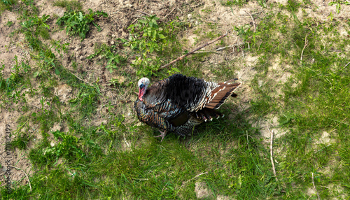 turkey in the grass